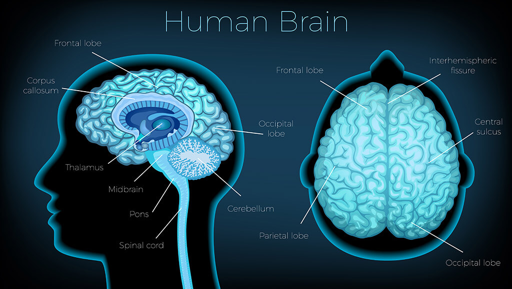 قسمت های مختلف مغز انسان